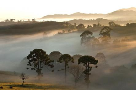 Nascer do sol com a beleza dos pinheiros do Paran