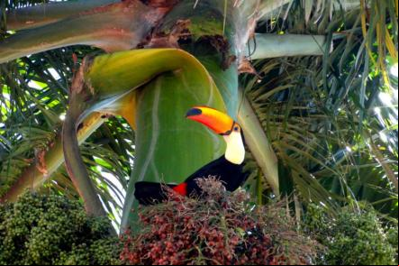 Tucano-toco se alimentando de frutos da palmeira imperial - Foto: Lauro Sirgado (Licen