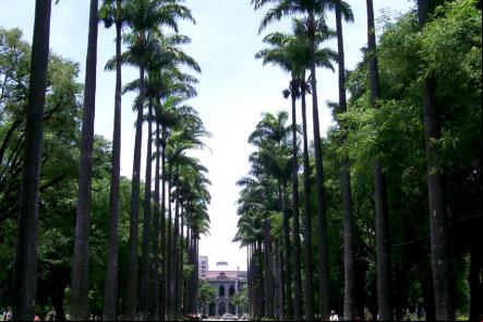 Alameda de Palmeiras na Pra